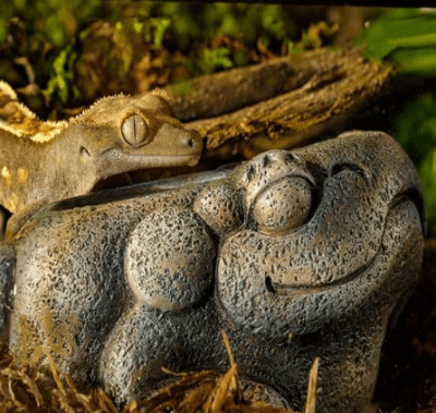 exoterra plato agua ranita