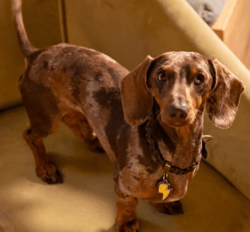 placa my family thunderbolt