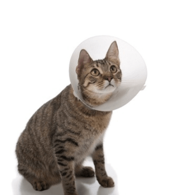 collar isabelino buster