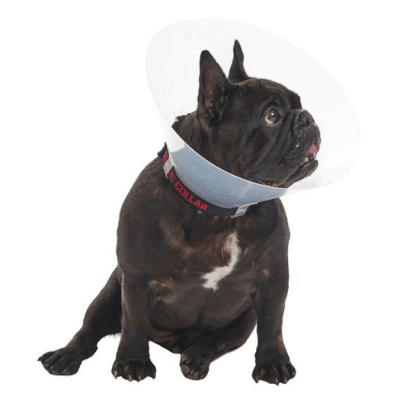 collar isabelino braquicefalo