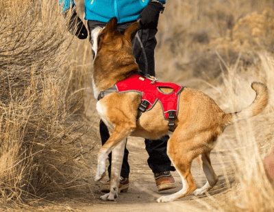 ruffwear web master L/XL