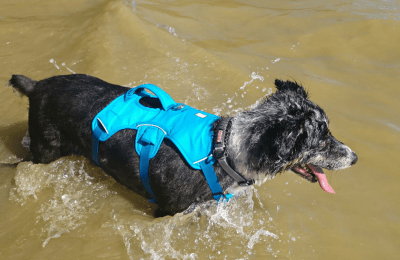 ruffwear web master L/XL