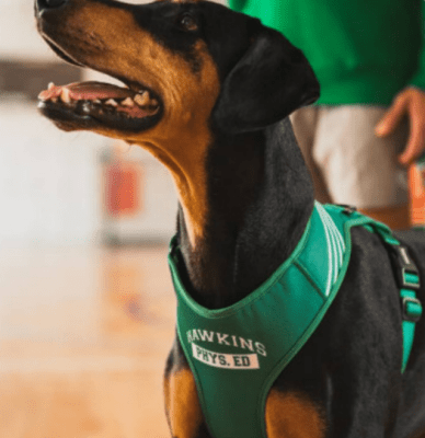 zeedog hawkins stranger arnes mesh con velcro