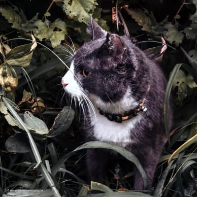 coastal collar RND black stars