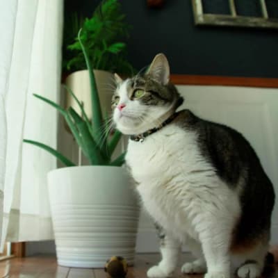 coastal collar RND camuflaje