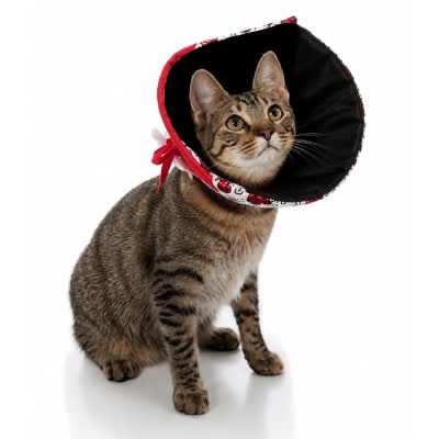 Ns collar isabelino