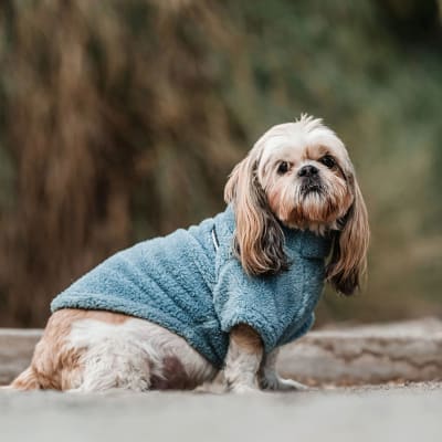 petlounge corderito celeste