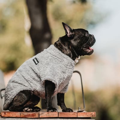 petlounge corderito gris