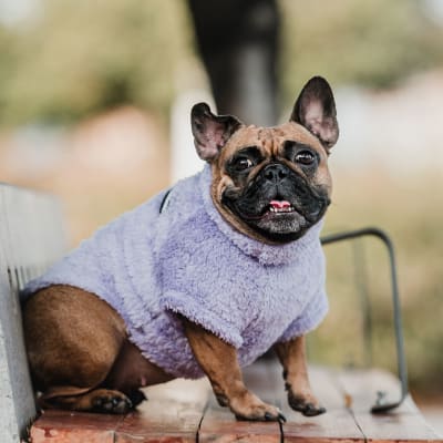 petlounge corderito lila