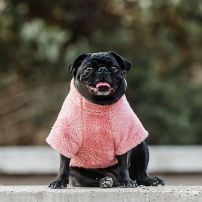 petlounge corderito rosa