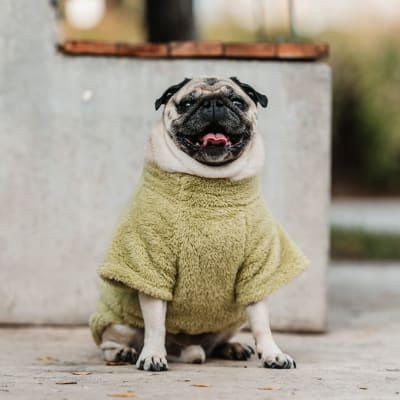 petlounge corderito verde