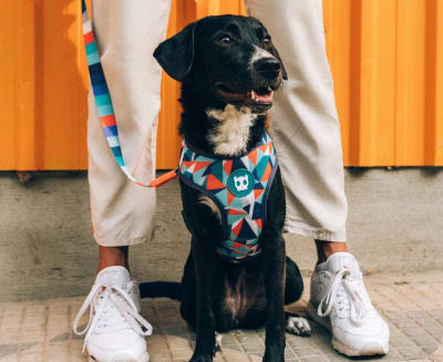 zeedog ella arnes mesh con velcro