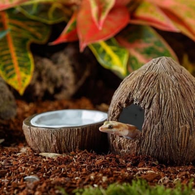 exoterra plato de agua coco