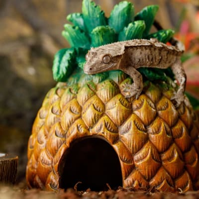 exoterra guarida piña