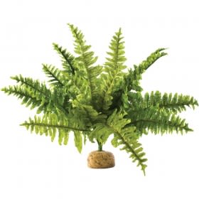 exo terra helecho boston