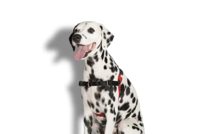 zeedog fatboy arnes soft walk