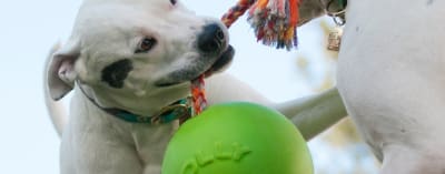 JP pelota con cuerda verde