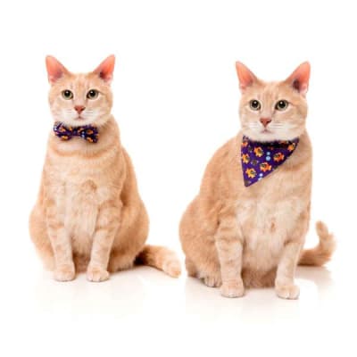 fuzzy cat fashion pack