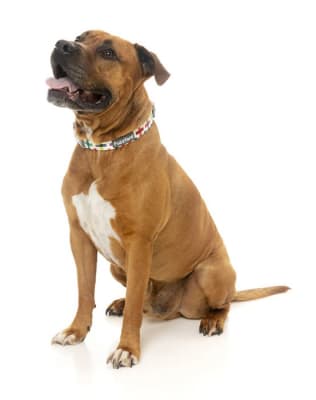 fuzzy collar jenga