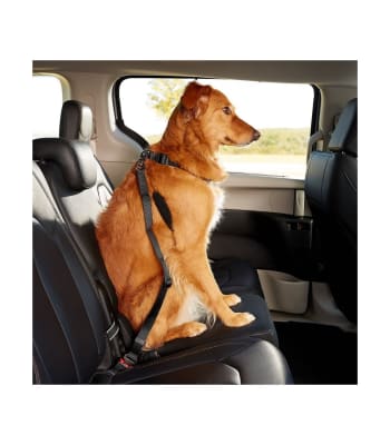 dog it cinturon auto