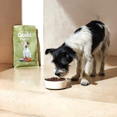 Gosbi exclusive mini cordero