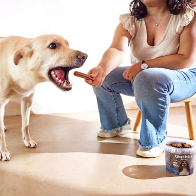 gosbits dog dental medium