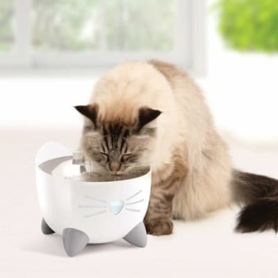 cat it pixi fuente bebedera