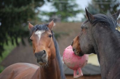 JP pelota con asa naranja