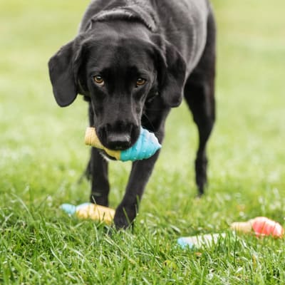 gfpet ice toy cono