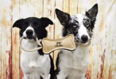 tall tails juguete cuero/lana hueso tiro