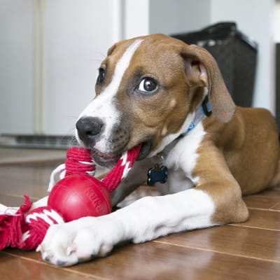 kong ball with rope