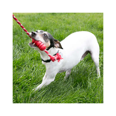 kong dental wiht rope