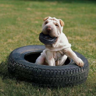 kong tires