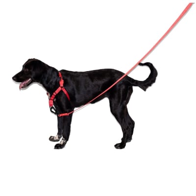 zeedog neon coral arnes soft-walk