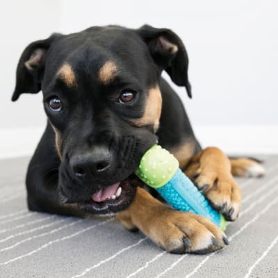 kong core strenght bone