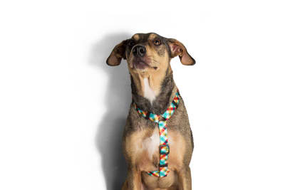 zeedog phantom arnes H