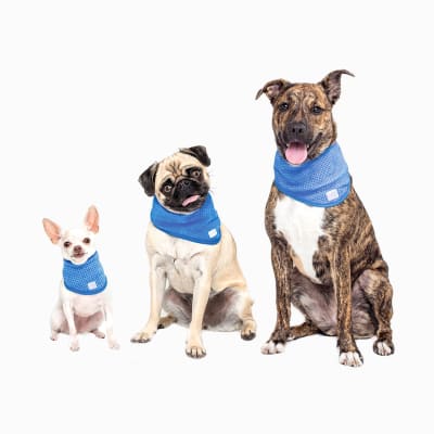 gfpet bandana ice