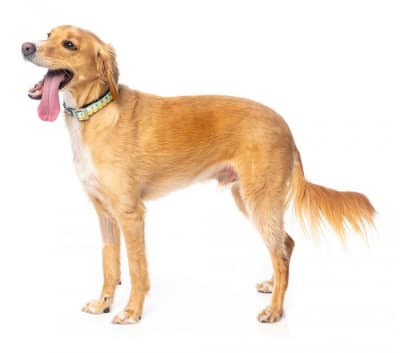 fuzzy collar piña colada