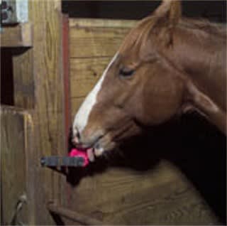 juguete caballo para morder