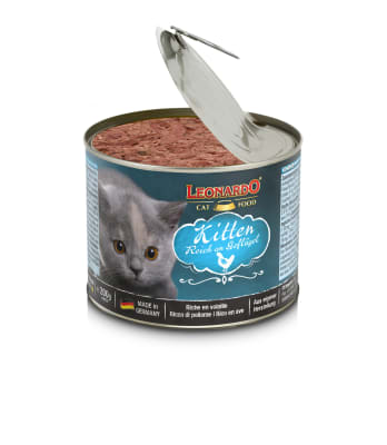 leonardo lata kitten