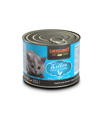 leonardo lata kitten