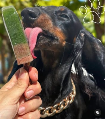 cooldog helados variedades
