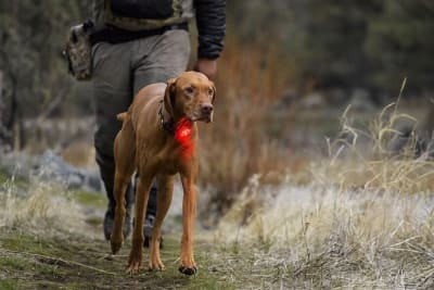 ruffwear waterproof light