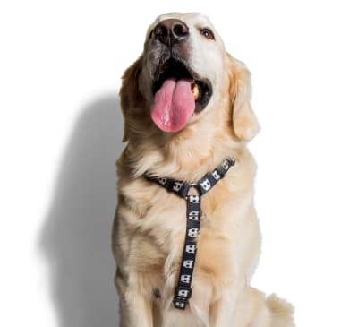 zeedog skull arnes H