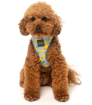 fuzzy arnes piña colada