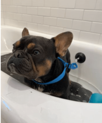 tall tails correa ducha