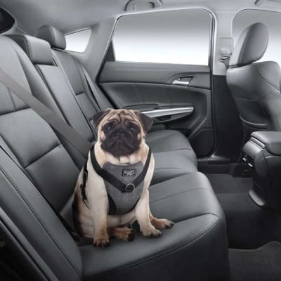 afp travel dog arnes seguridad