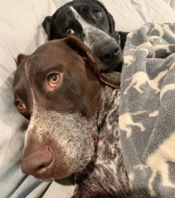 tall tails manta polar blanket