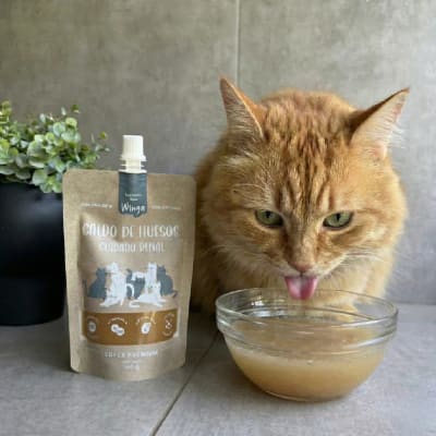 winga caldo hueso gato renal