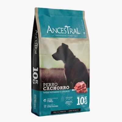 ancestral puppy